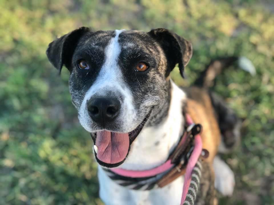 Adopt a friend: Gorda